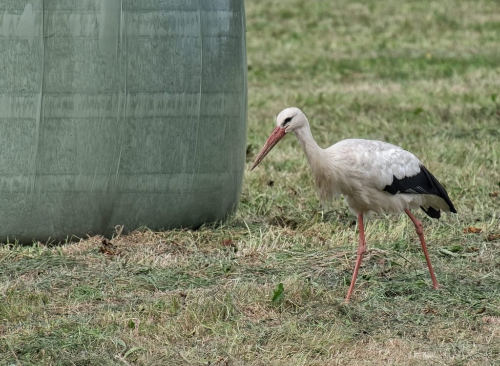 Storch auf den Elbwiesen