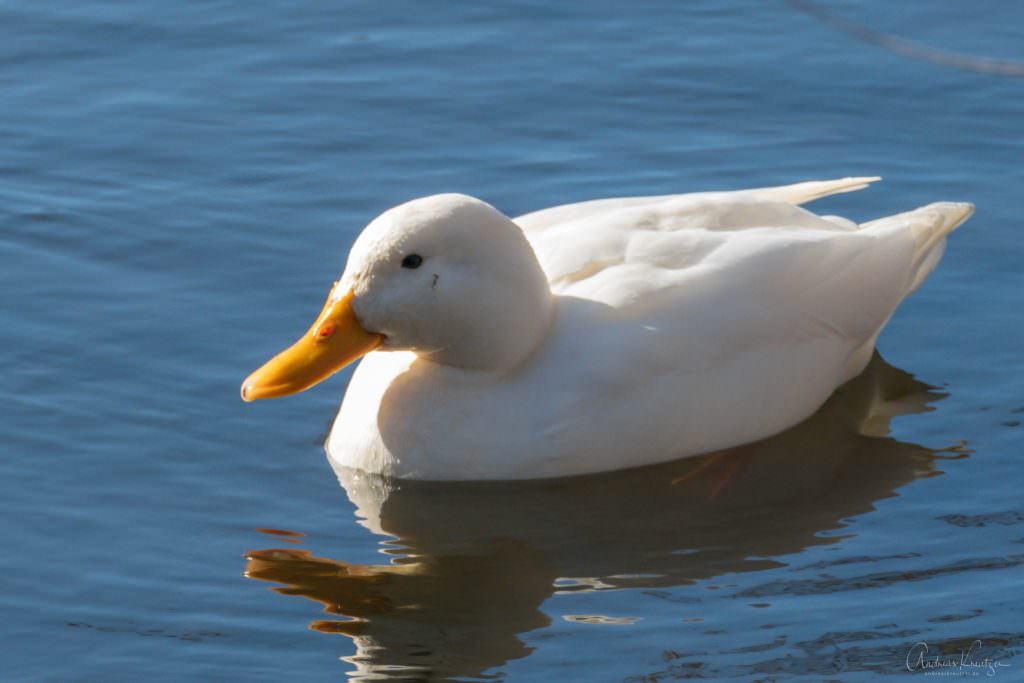 Ente im Sandbrack