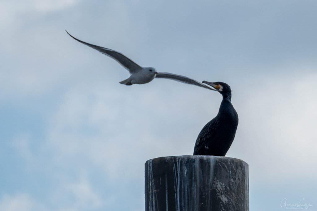 Möwe und Kormoran