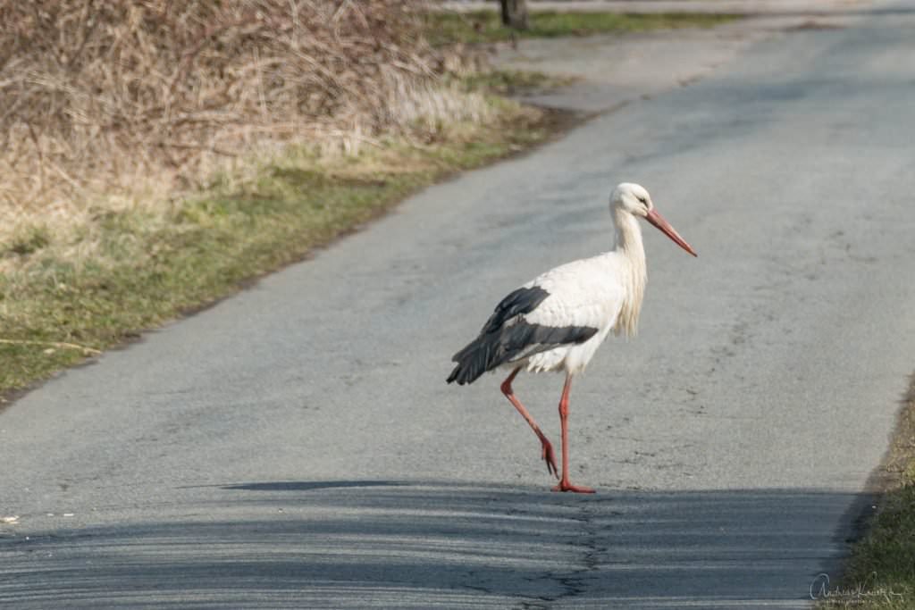 Storch dem Marschbahndamm