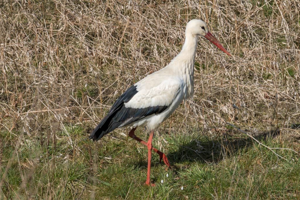 Storch in Hamburg Altengamme