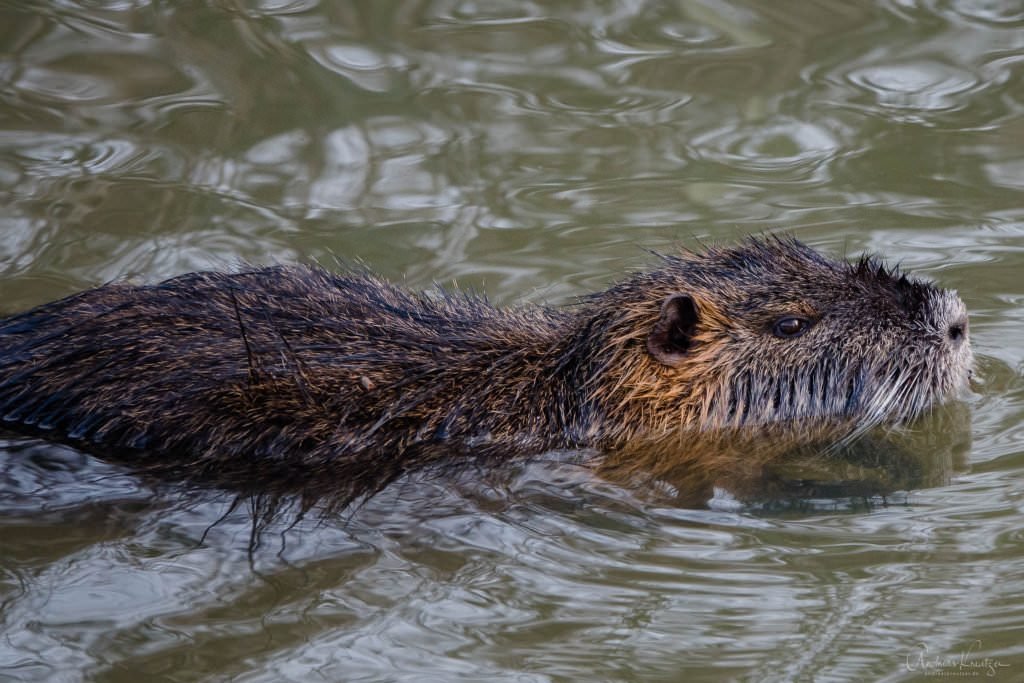 Nutria