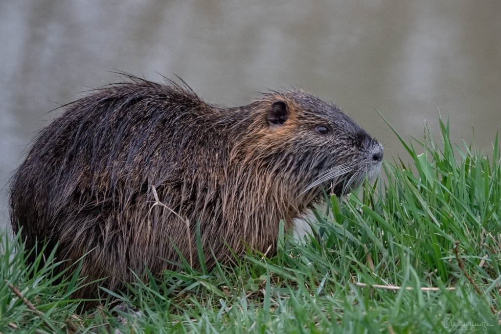 Nutria