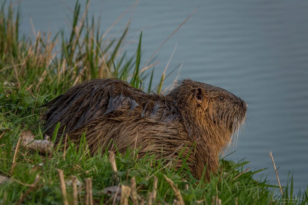 Nutria