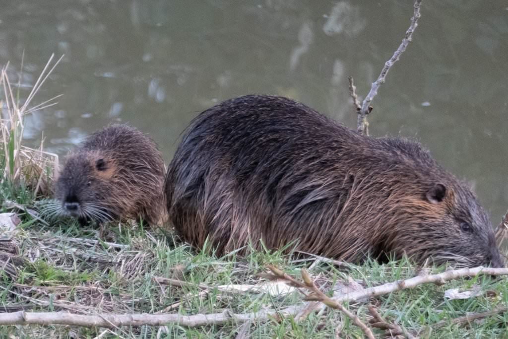 Nutria mit Jungtier in Allermöhe