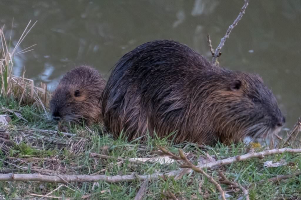 Nutria mit Jungtier in Allermöhe