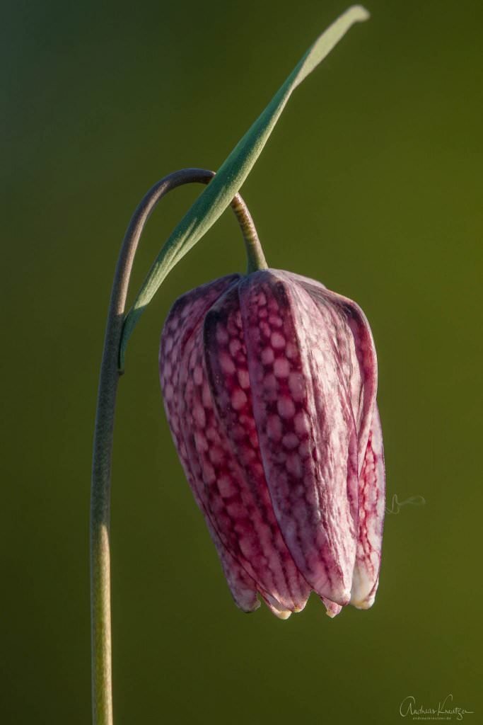 Schachbrettblume in der Seeveniederung