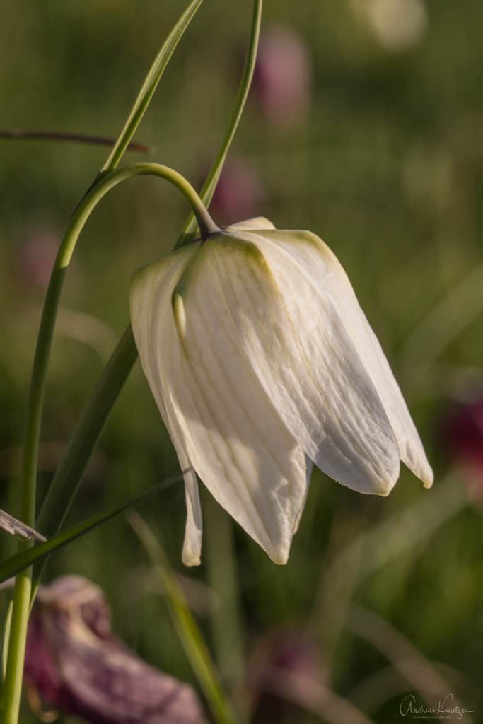 Schachbrettblume in der Seeveniederung