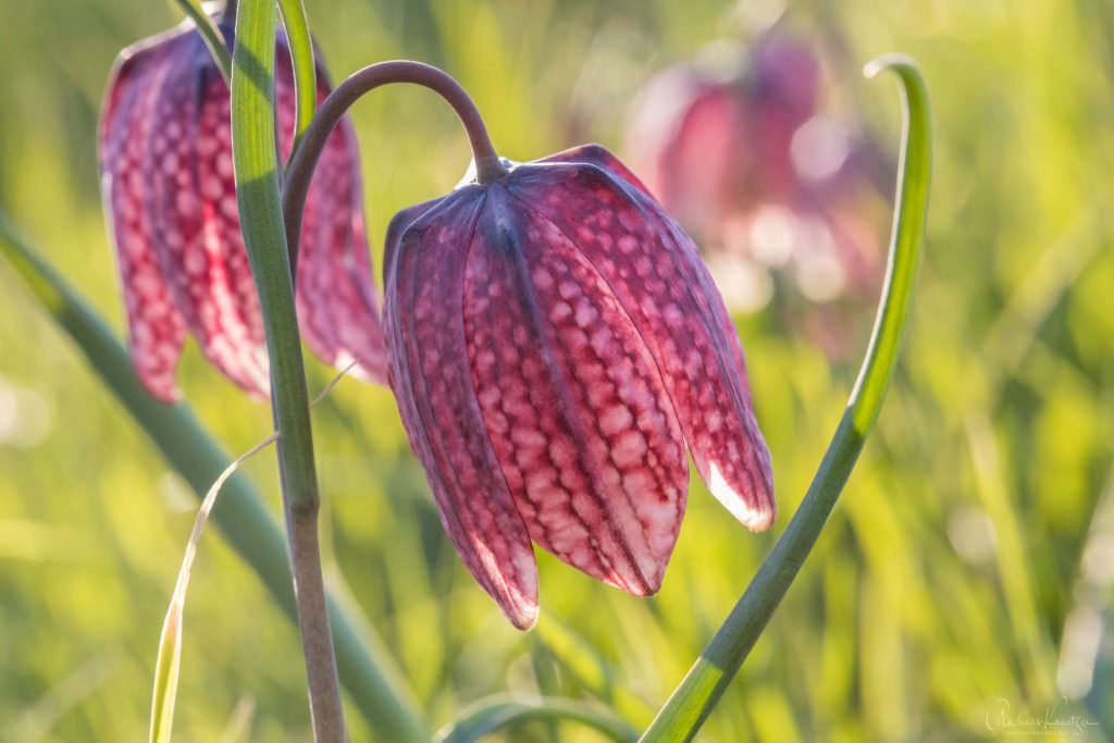 Schachbrettblume in der Seeveniederung