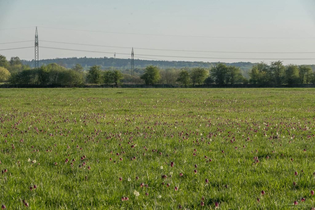 Schachbrettblumen in der Seeveniederung