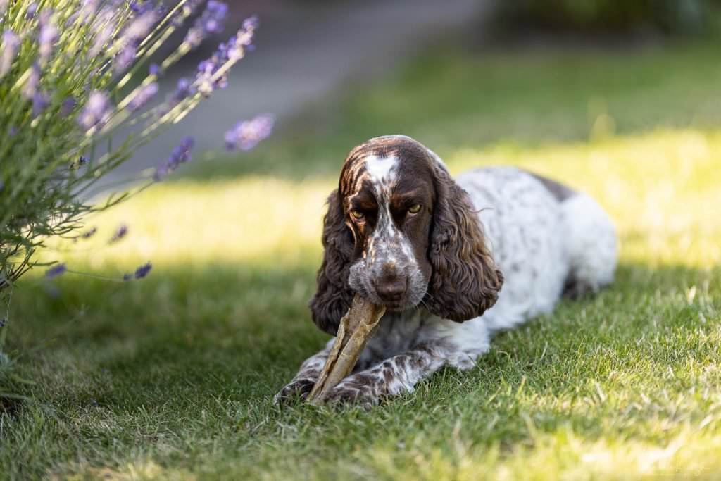 Frida - Sigma 105mm 1.4 ART