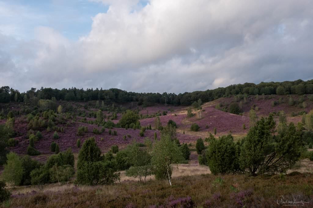 Lüneburger Heide Totengrund