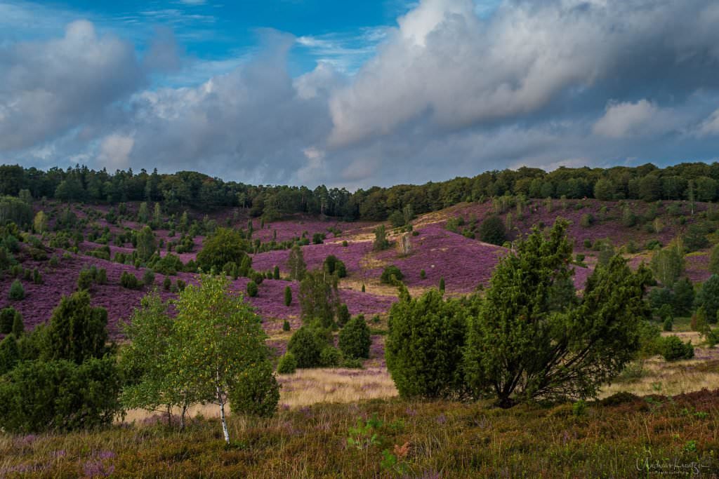 Lüneburger Heide Totengrund