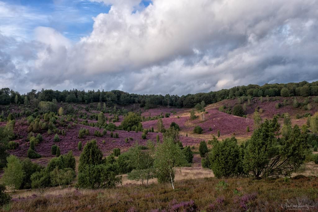 Lüneburger Heide Totengrund