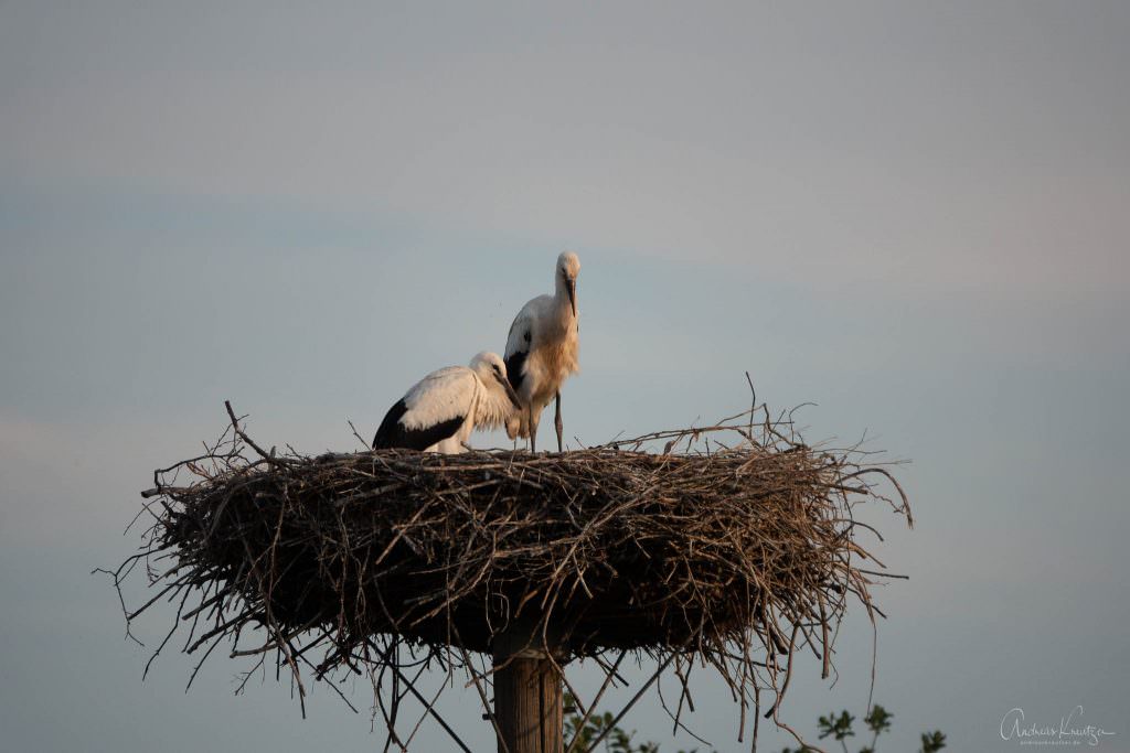 Junge Störche im Nest