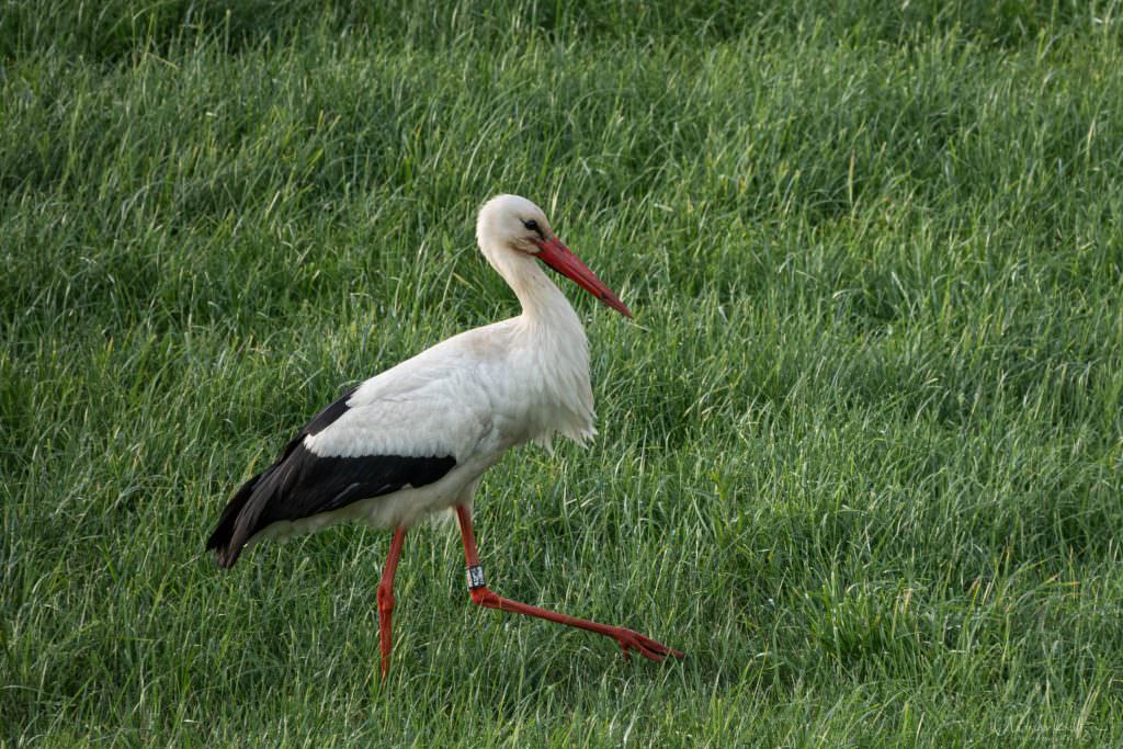 Storch auf Futtersuche