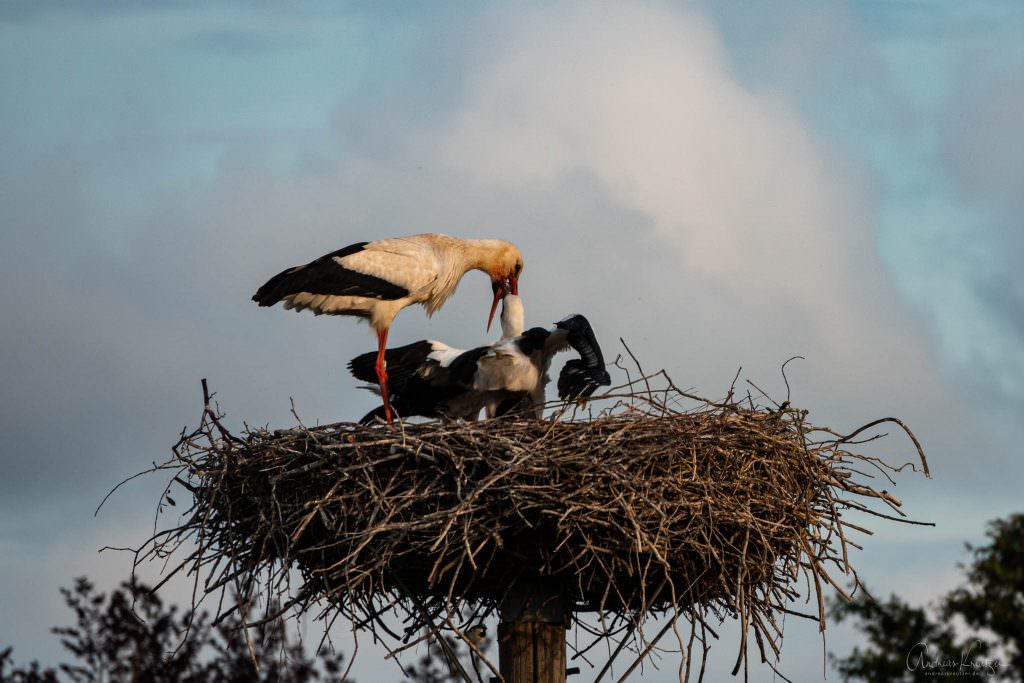 Storch bei der Fütterung der Jungen