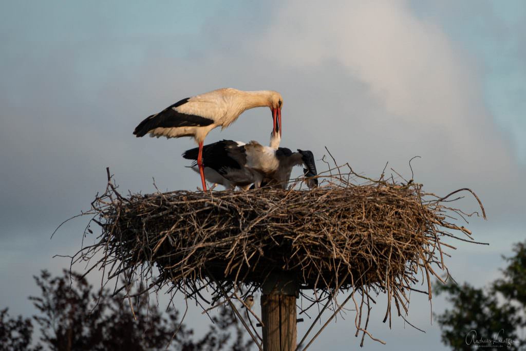 Storch bei der Fütterung der Jungen