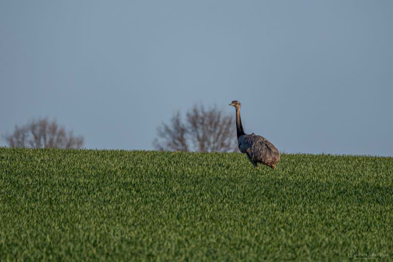 Nandu auf dem Feld