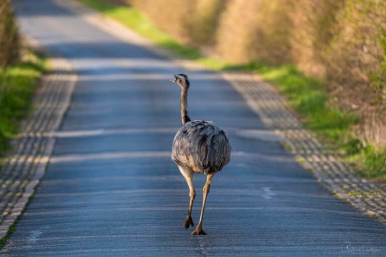 Nandu auf der Strasse