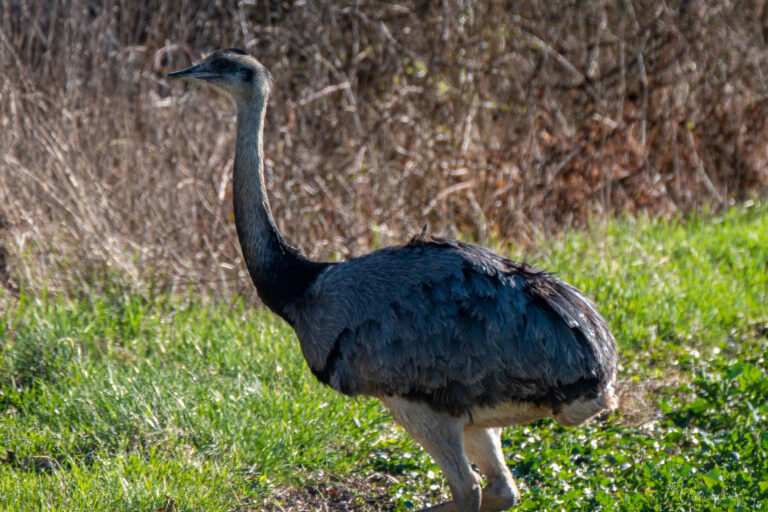 Nandu beim Ratzeburger See