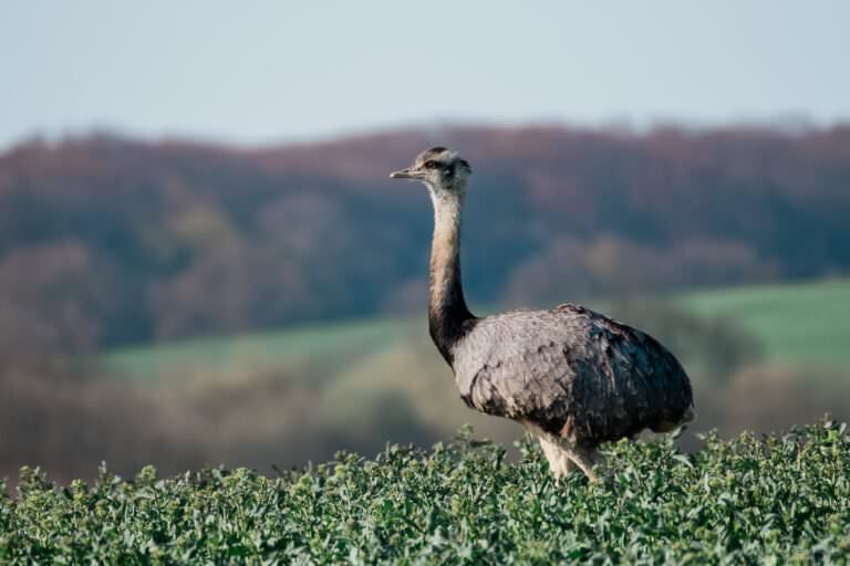 Nandu im Rapsfeld