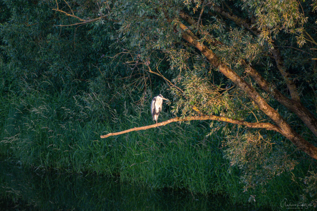 Reiher an der Ilmenau