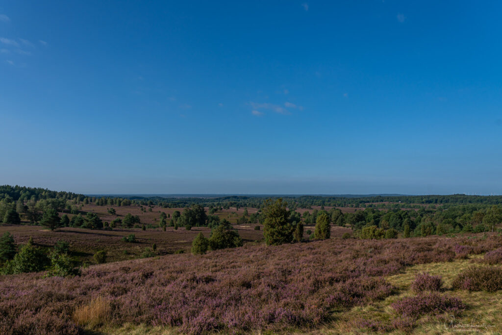 Blick vom Wilseder Berg