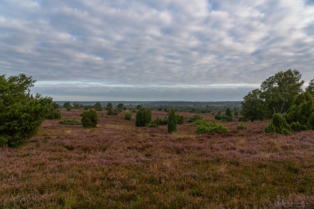 Lueneburger Heide bei Undeloh