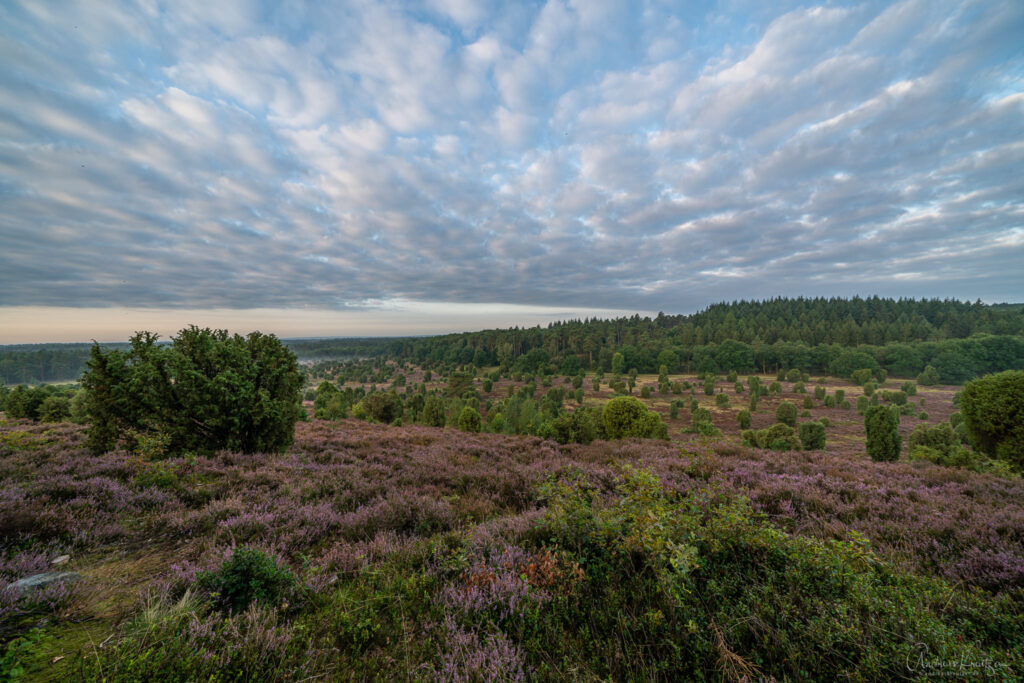 Steingrund in Lueneburger Heide