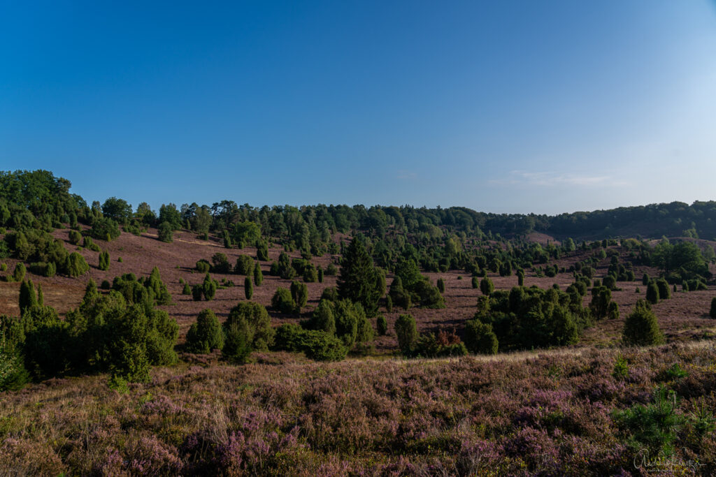 Totengrund in der Lueneburger Heide