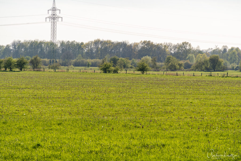 Schachbrettblumen in der Seeveniederung