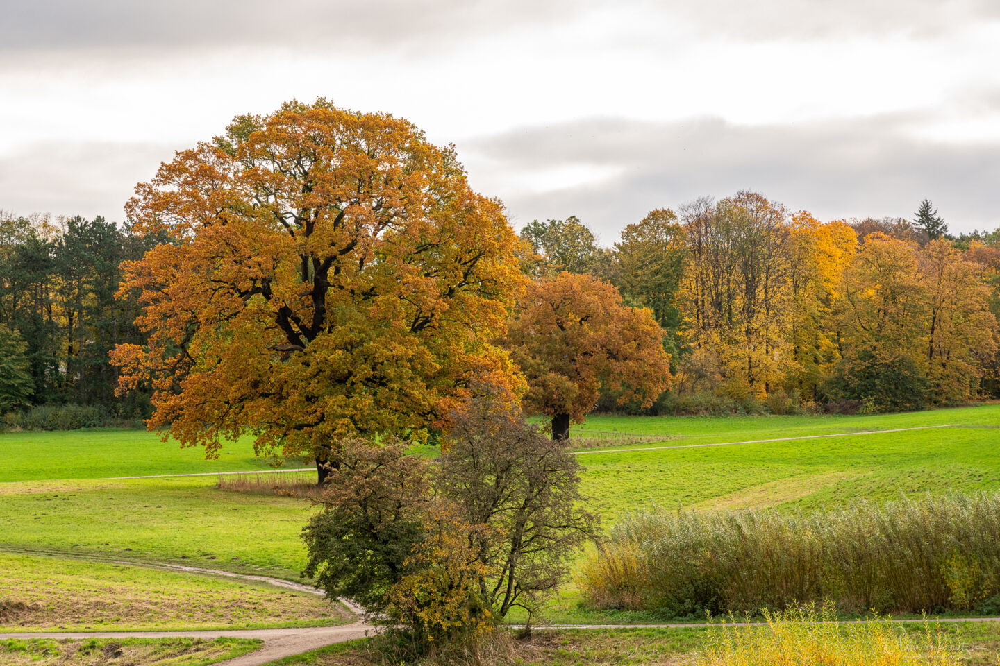 Jenisch Park