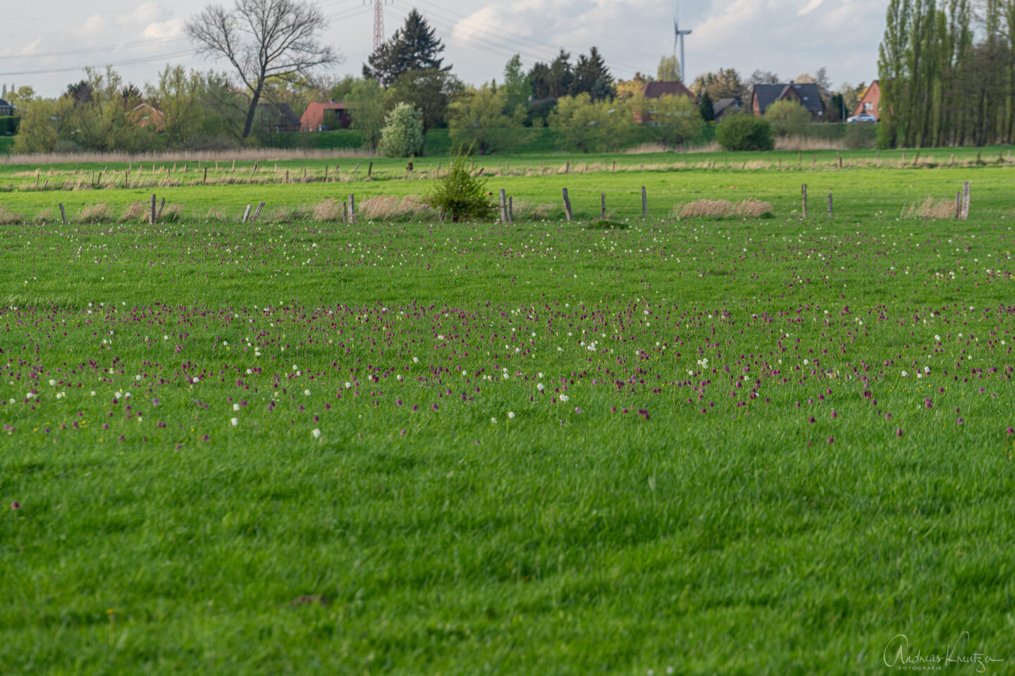 Schachbrettblumen Seeveniederung