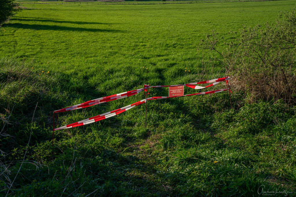 Schachbrettblumen Seeveniederung