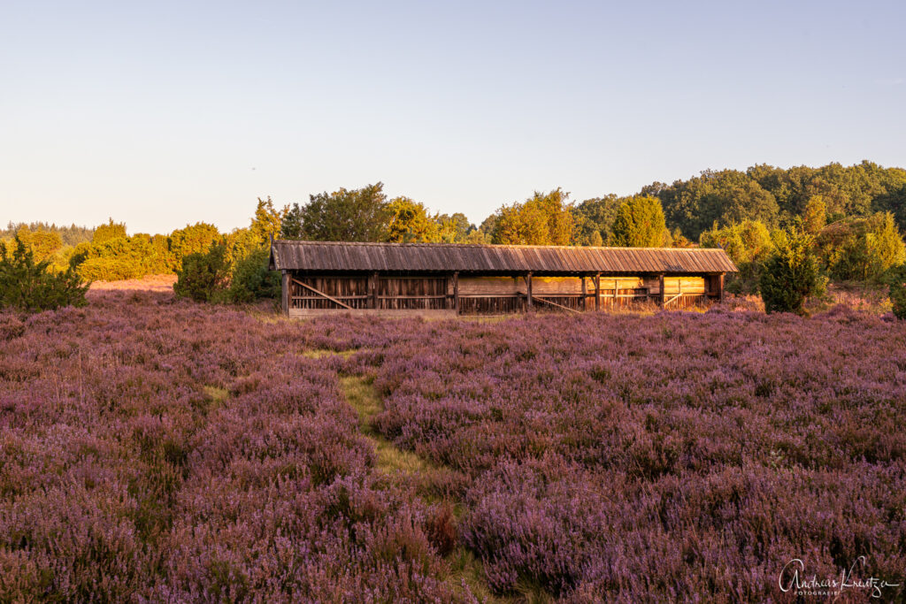 Steingrund in der Lüneburger Heide